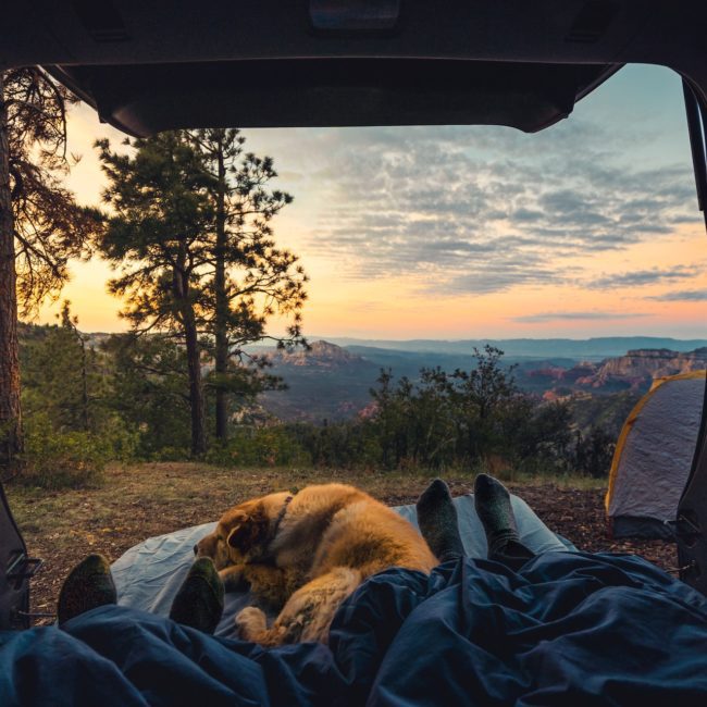 Camper_view_dog