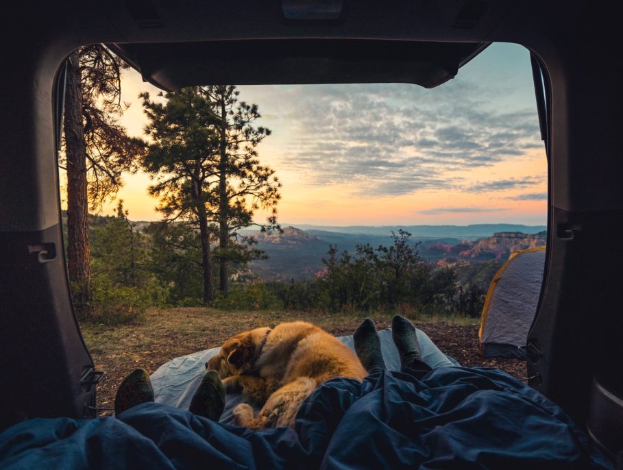 Camper_view_dog