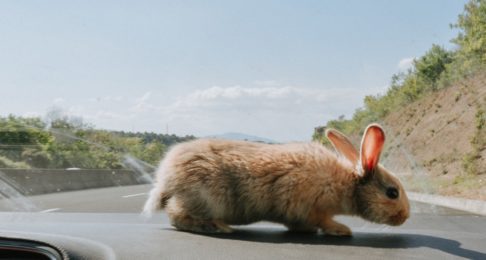 bunny road trip