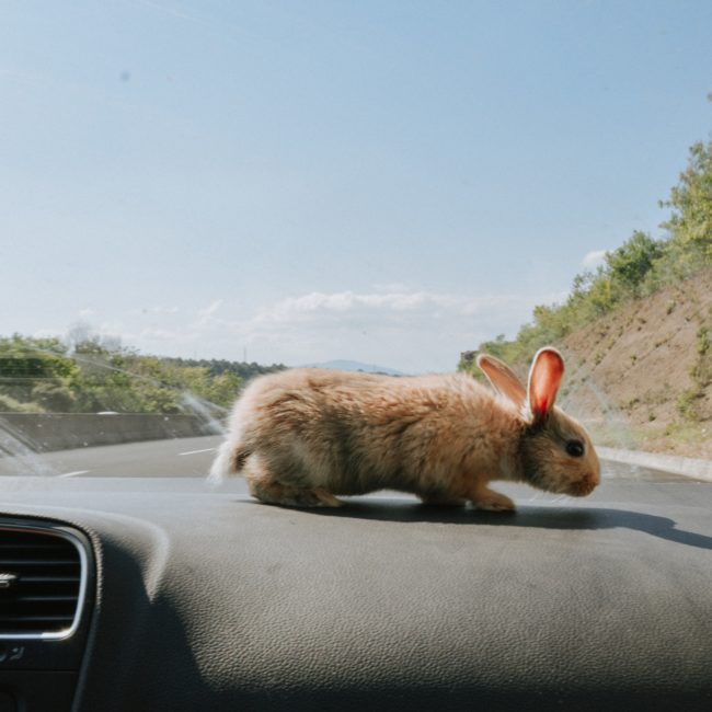 bunny road trip