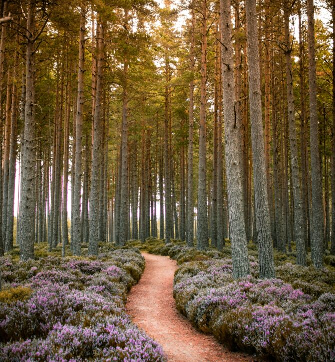 Cairngorm National park