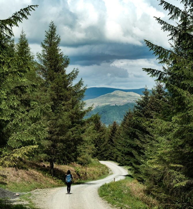 A route for a road trip through a forest